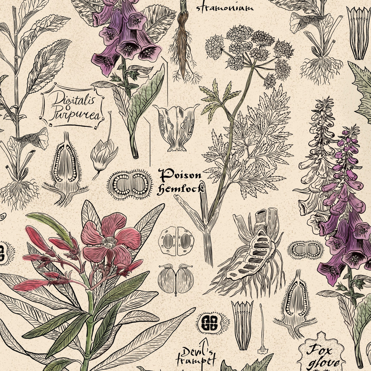 Vintage botanical wallpaper with cream and taupe poisonous plants illustration.